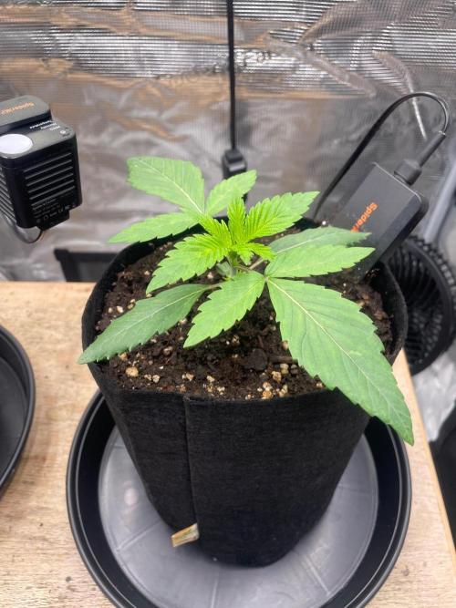 #3 RS11 x Banana OG. Week 1