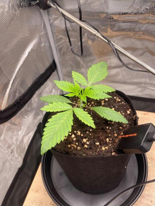 #3 RS11 x Banana OG. Week 1