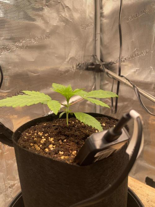 #3 RS11 x Banana OG. Week 1