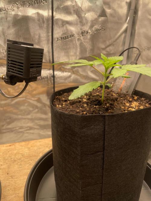 #3 RS11 x Banana OG. Week 1