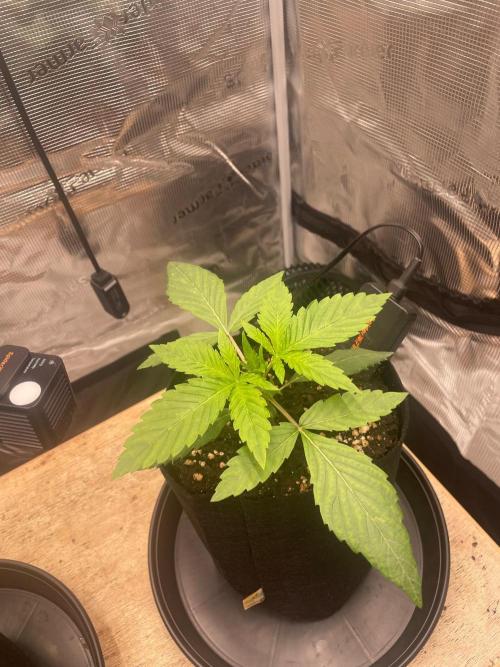 #3 RS11 x Banana OG. Week 2