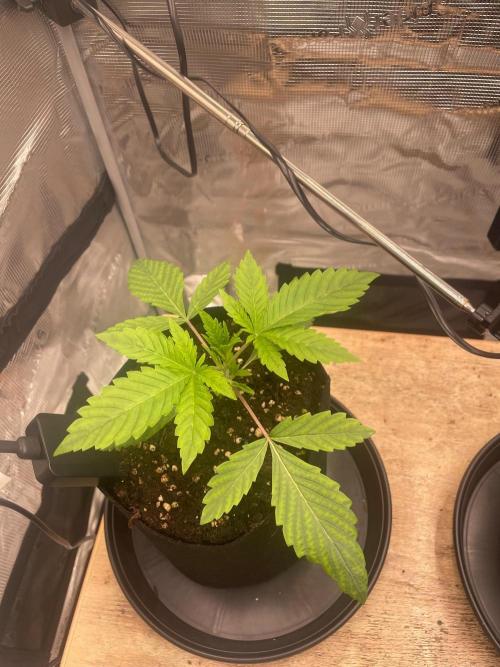 #3 RS11 x Banana OG. Week 2