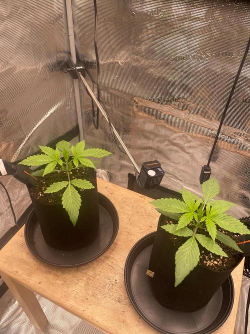 #3 RS11 x Banana OG. Week 2