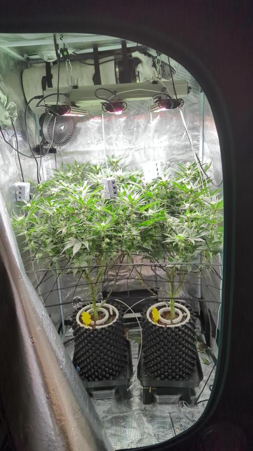 Dantes Inferno #8 - The 2nd. Week 4