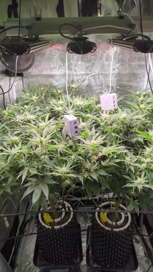 Dantes Inferno #8 - The 2nd. Week 4