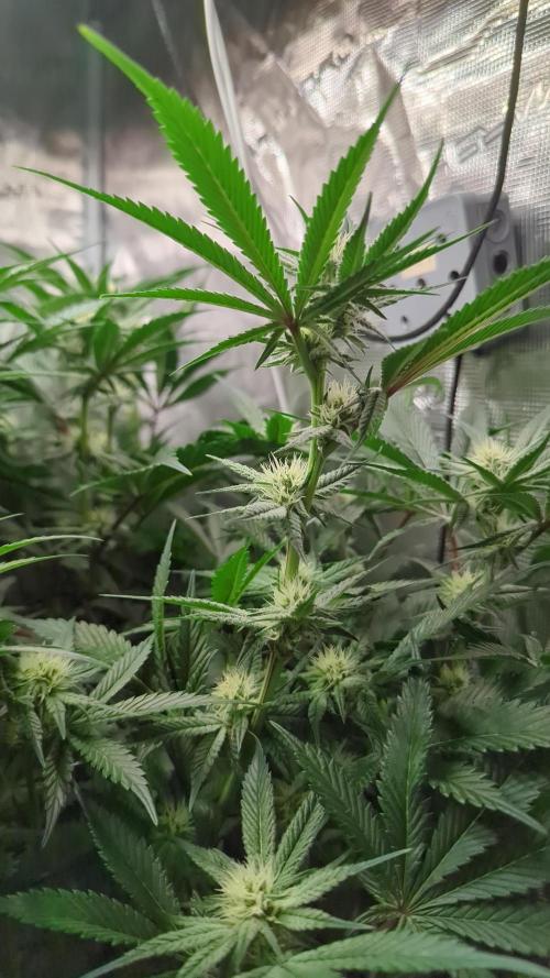 Dantes Inferno #8 - The 2nd. Week 4