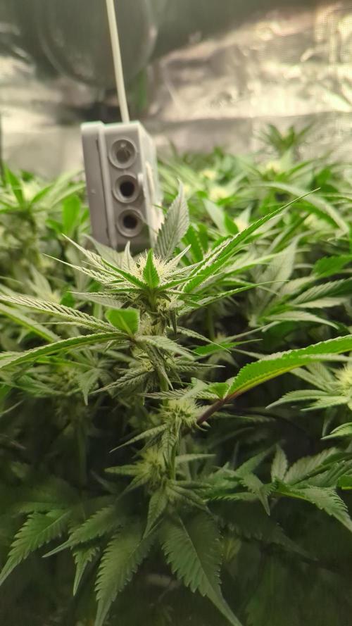 Dantes Inferno #8 - The 2nd. Week 4