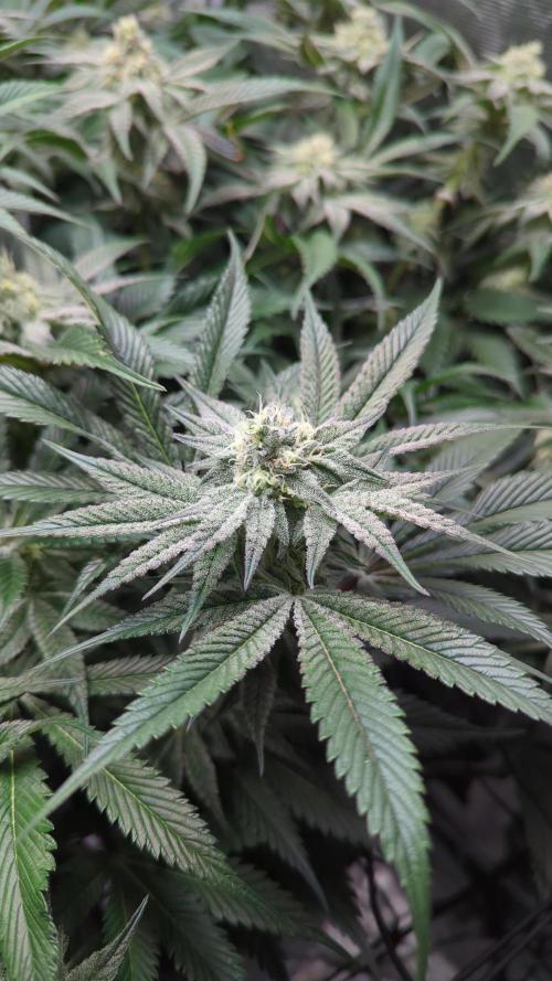 Dantes Inferno #8 - The 2nd. Week 5