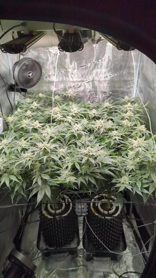 Dantes Inferno #8 - The 2nd. Week 5