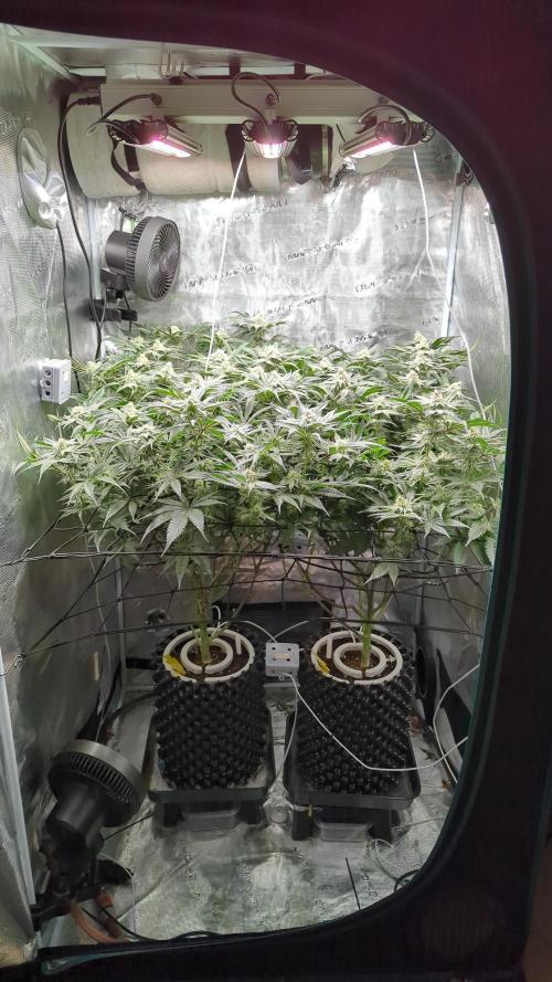 Dantes Inferno #8 - The 2nd. Week 5