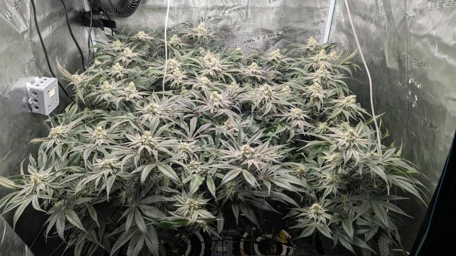 Dantes Inferno #8 - The 2nd. Week 6