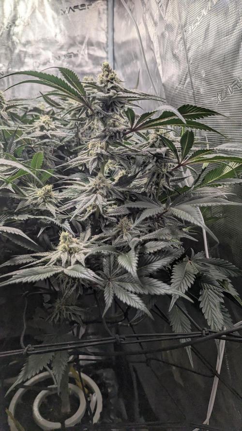 Dantes Inferno #8 - The 2nd. Week 6