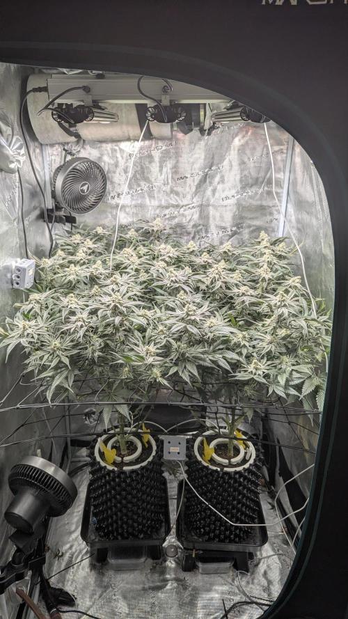 Dantes Inferno #8 - The 2nd. Week 6