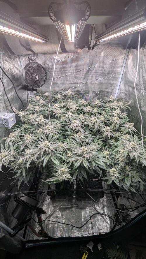 Dantes Inferno #8 - The 2nd. Week 6