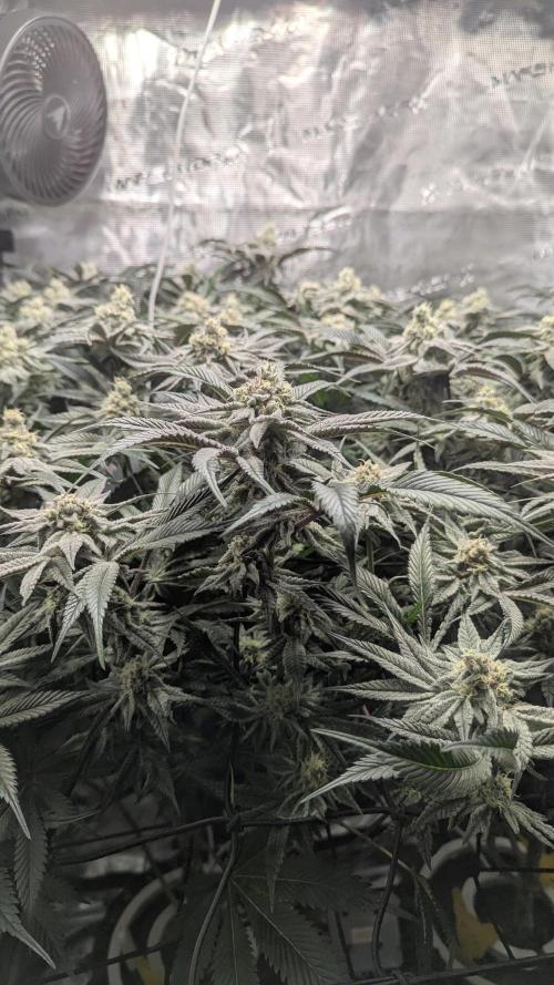 Dantes Inferno #8 - The 2nd. Week 6