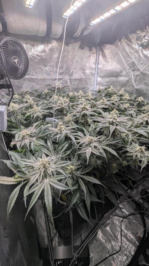 Dantes Inferno #8 - The 2nd. Week 6