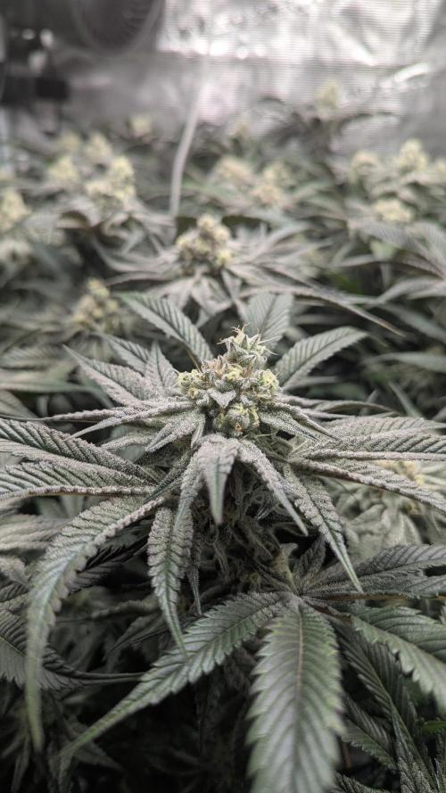 Dantes Inferno #8 - The 2nd. Week 6