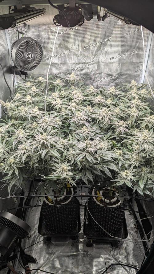 Dantes Inferno #8 - The 2nd. Week 6