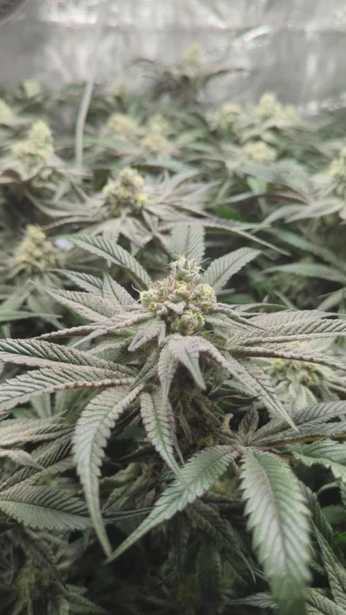 Dantes Inferno #8 - The 2nd