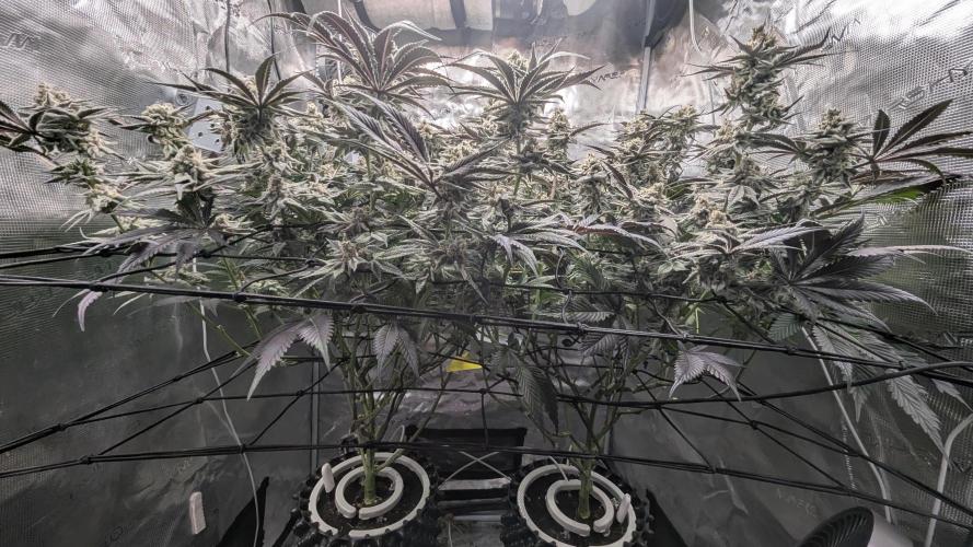 Dantes Inferno #8 - The 2nd. Week 7