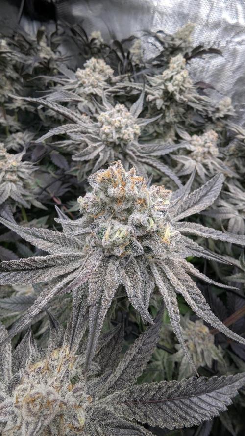 Dantes Inferno #8 - The 2nd. Week 7