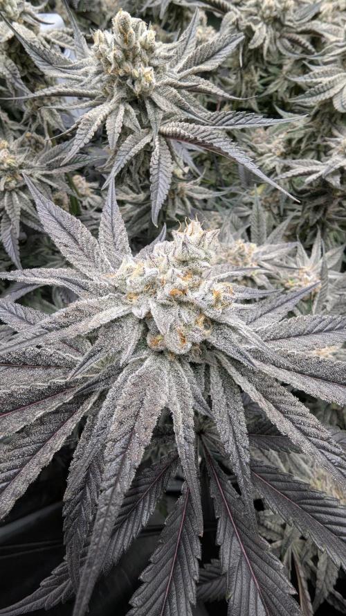 Dantes Inferno #8 - The 2nd. Week 7