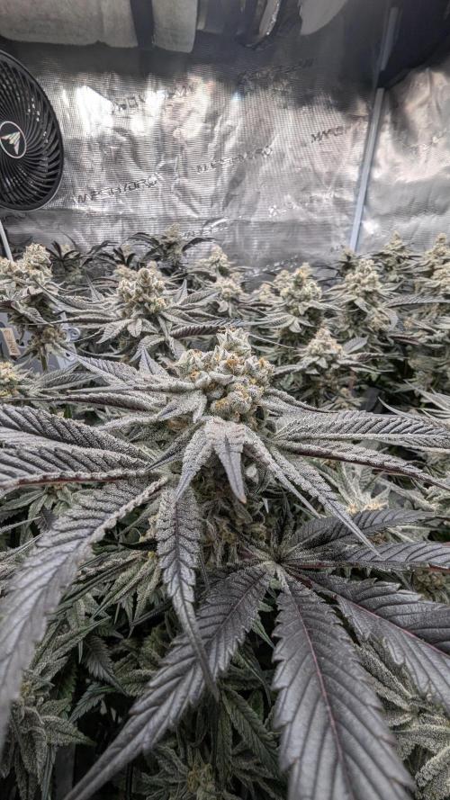 Dantes Inferno #8 - The 2nd. Week 7