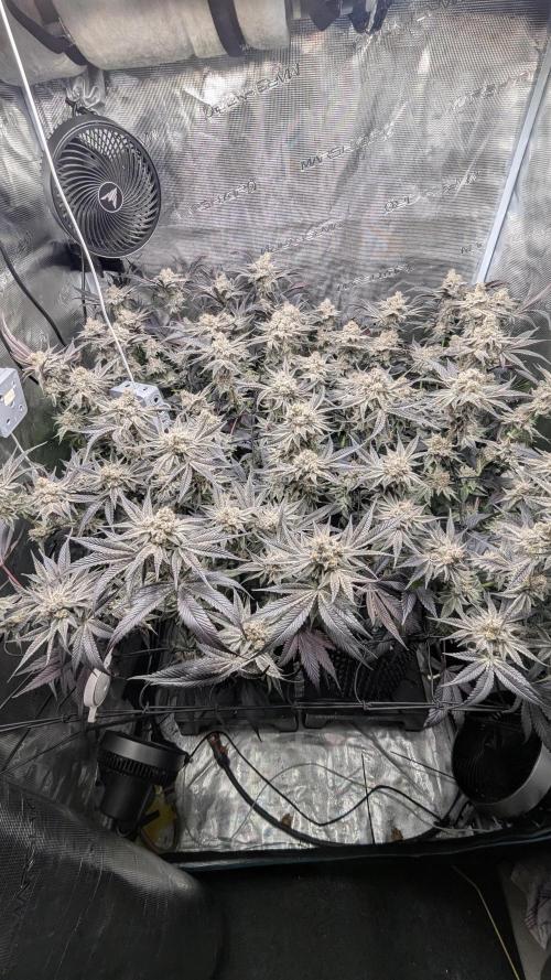 Dantes Inferno #8 - The 2nd. Week 8