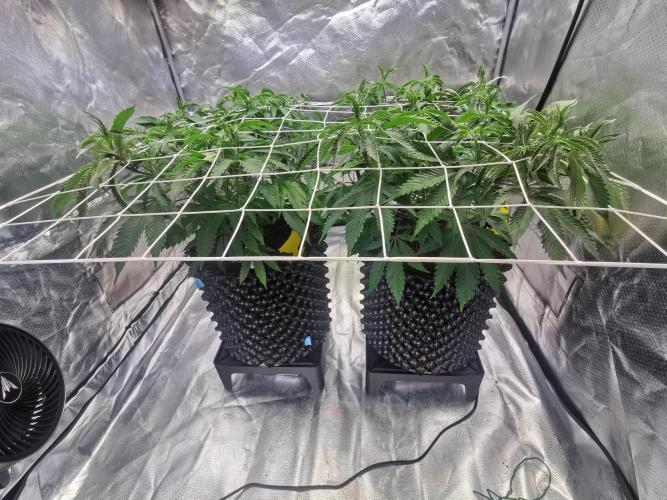Walzer White. Week 1 - Day 1 bloom