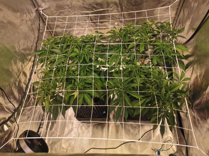 Walzer White. Week 1 - Day 1 bloom