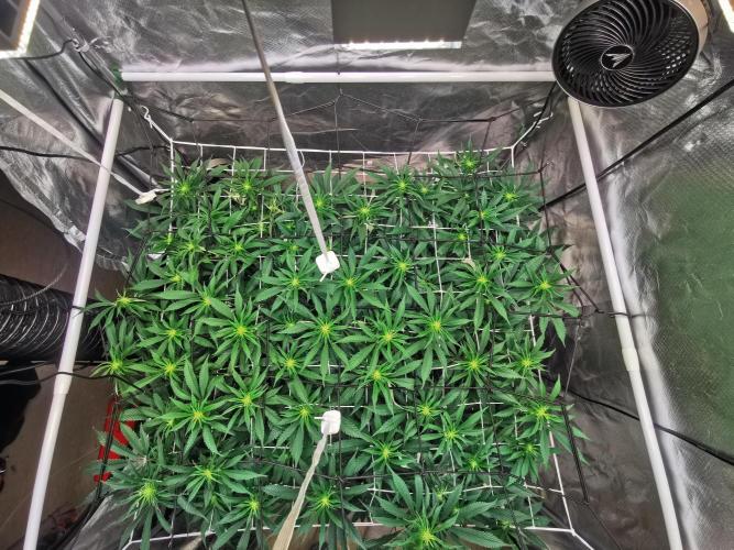 Walzer White. Week 2