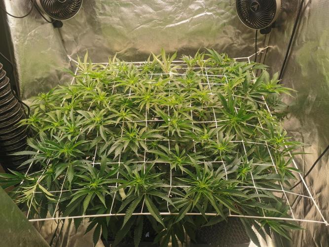 Walzer White. Week 2