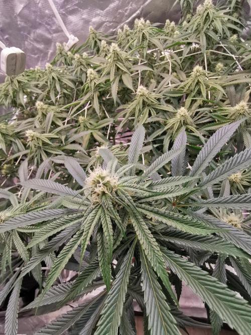 Walzer White. Week 3