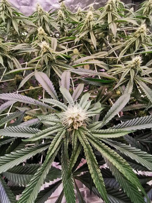 Walzer White. Week 3
