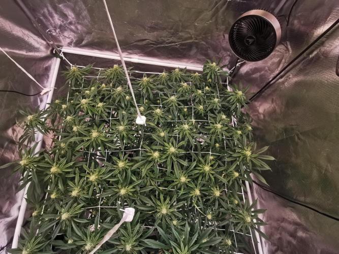 Walzer White. Week 3