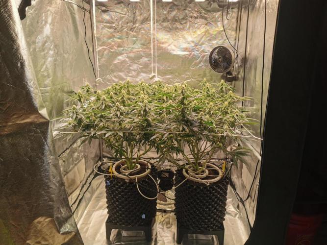 Walzer White. Week 3