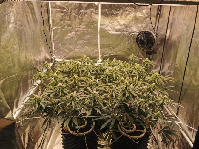 Walzer White. Week 3