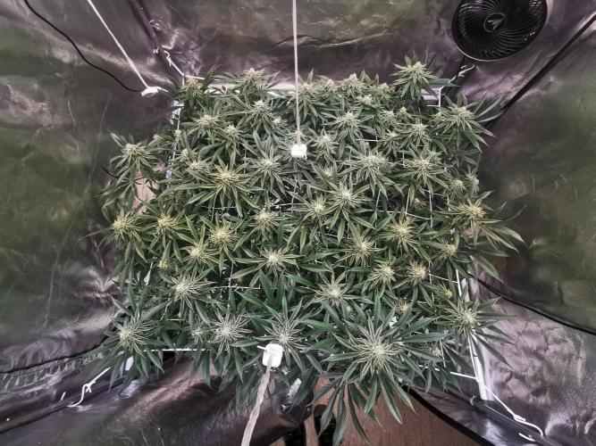 Walzer White. Week 4