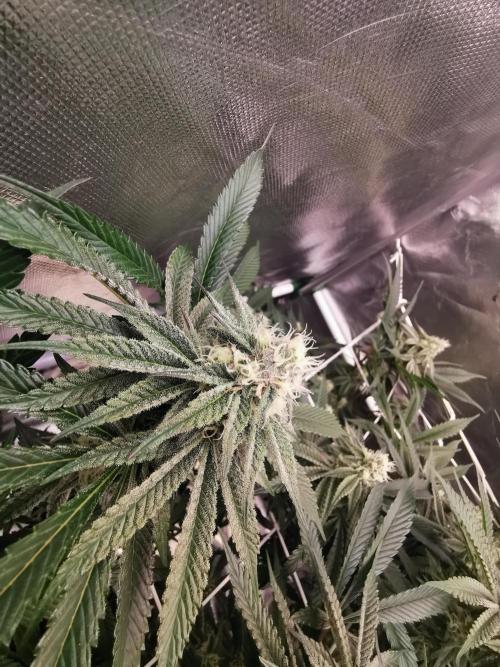 Walzer White. Week 4