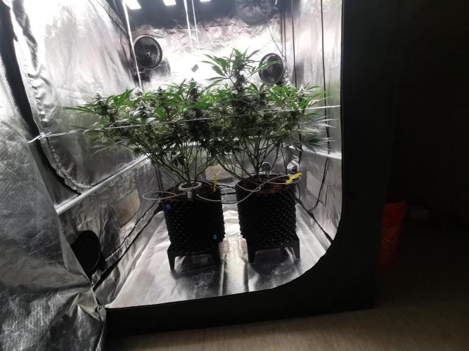 Walzer White. Week 4