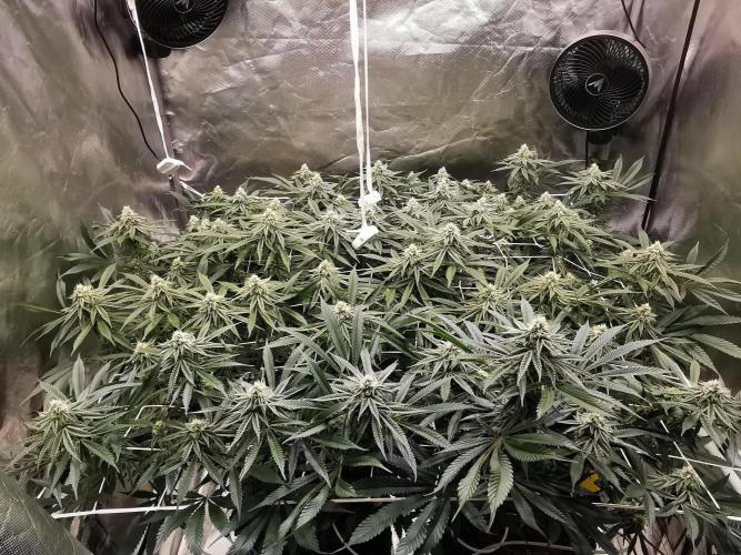 Walzer White. Week 4