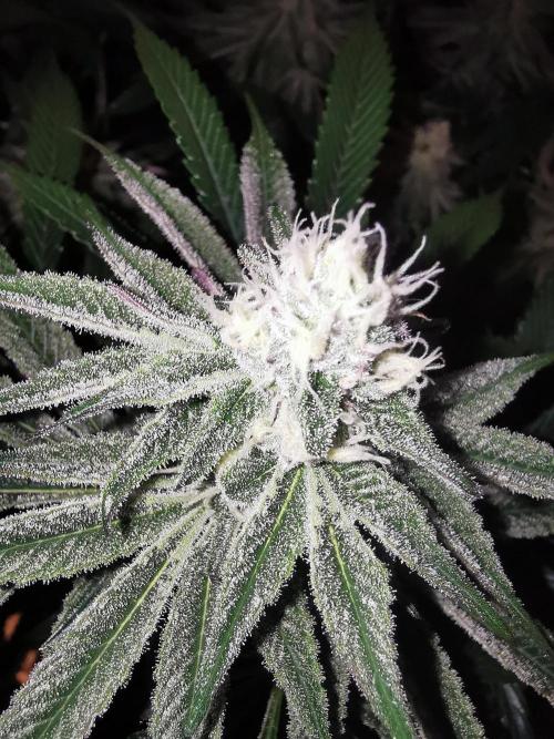 Walzer White. Week 4