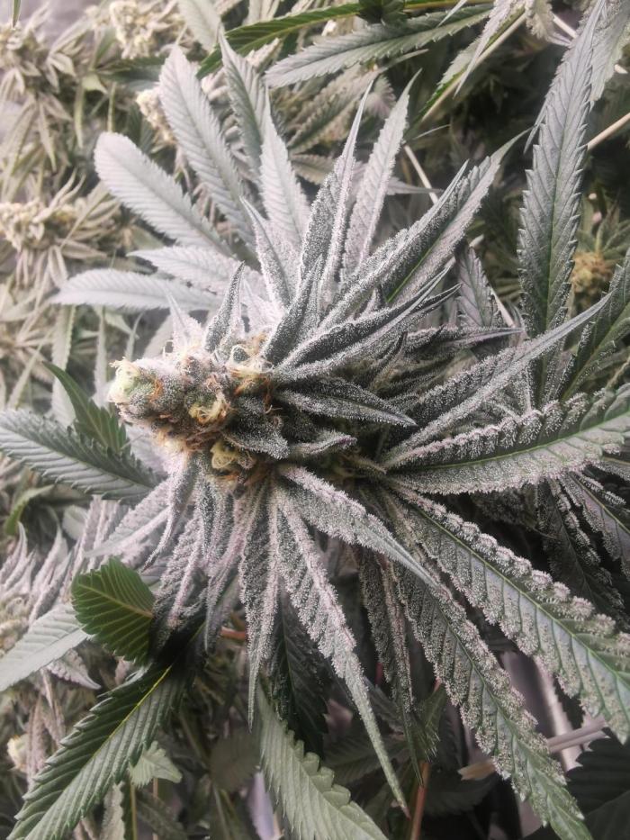 Walzer White. Week 5 - Week 6 start