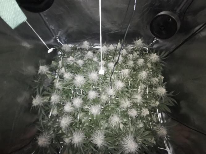 Walzer White. Week 7