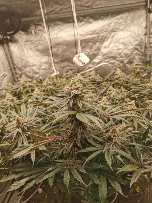 Walzer White. Week 7