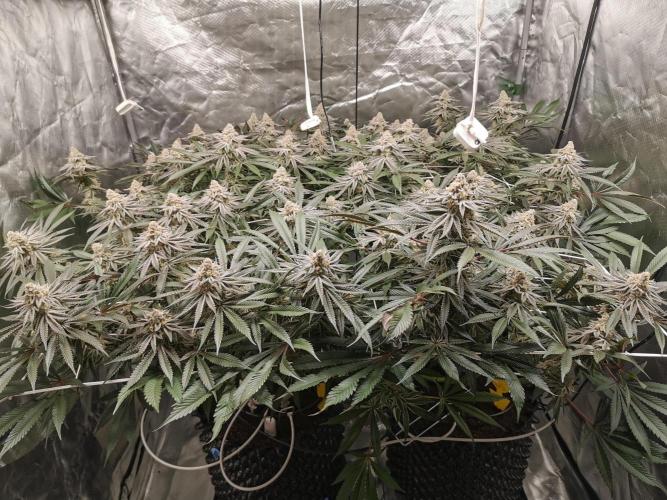Walzer White. Week 7