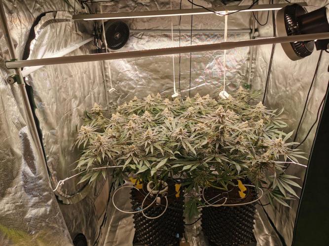 Walzer White. Week 7