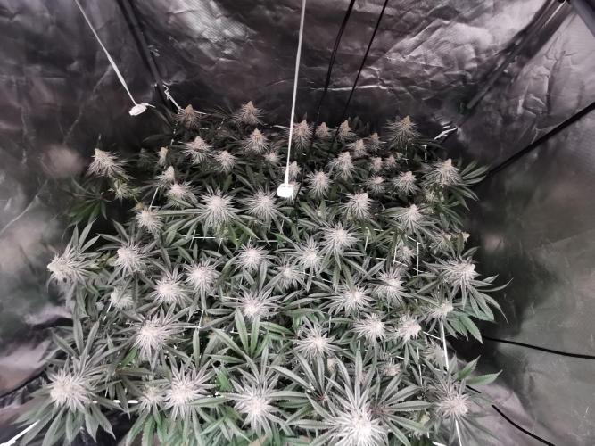 Walzer White. Week 7