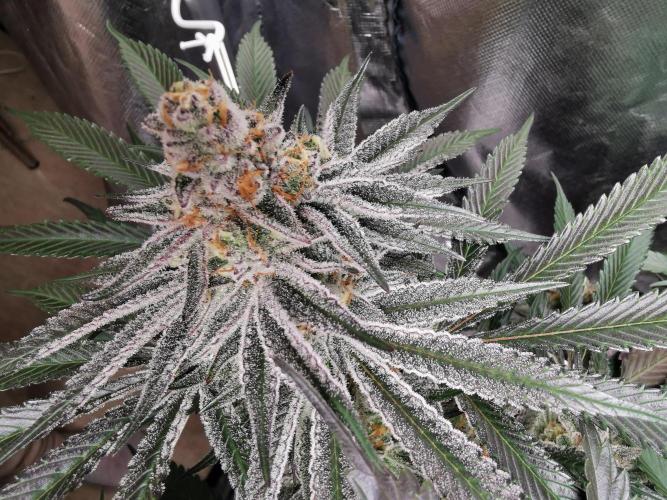 Walzer White. Week 7
