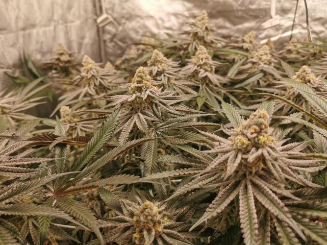 Walzer White. Week 7